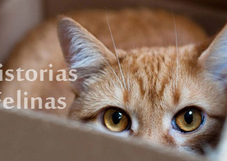 historias felinas vaya cuento relatos breves nanorelatos microrelatos