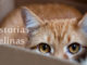 historias felinas vaya cuento relatos breves nanorelatos microrelatos